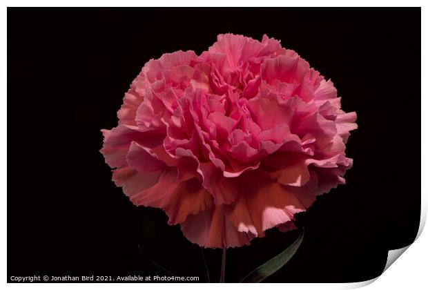 Pink Carnation Print by Jonathan Bird