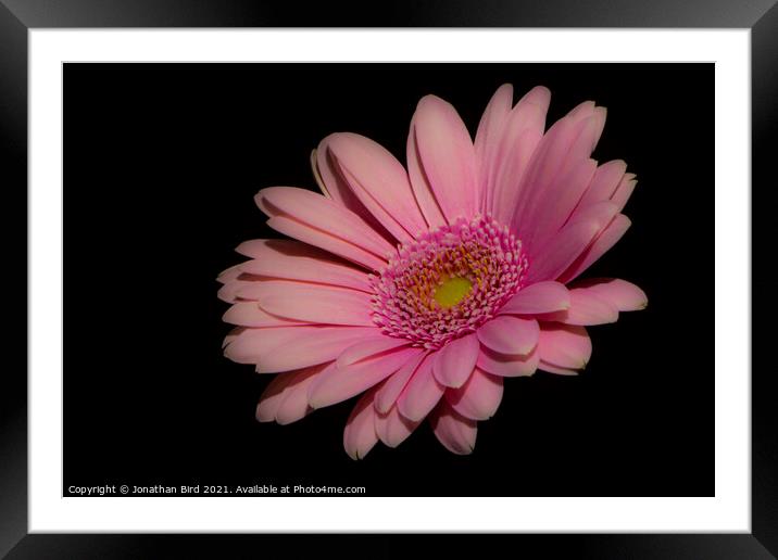 Pink Daisy #2 Framed Mounted Print by Jonathan Bird
