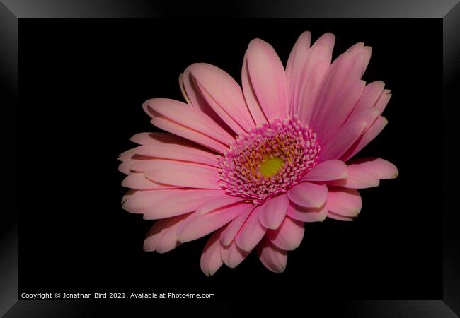 Pink Daisy #2 Framed Print by Jonathan Bird