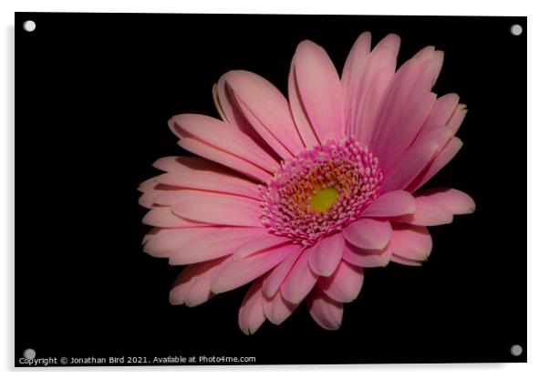 Pink Daisy #2 Acrylic by Jonathan Bird