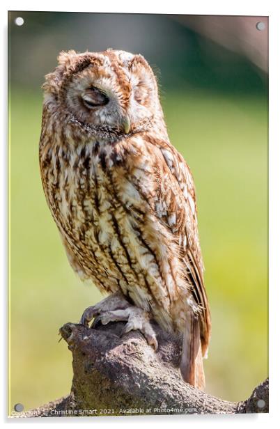 Sleepy Owl - Tawny Owl, Bird of Prey British Wildlife, Birds Portrait Acrylic by Christine Smart