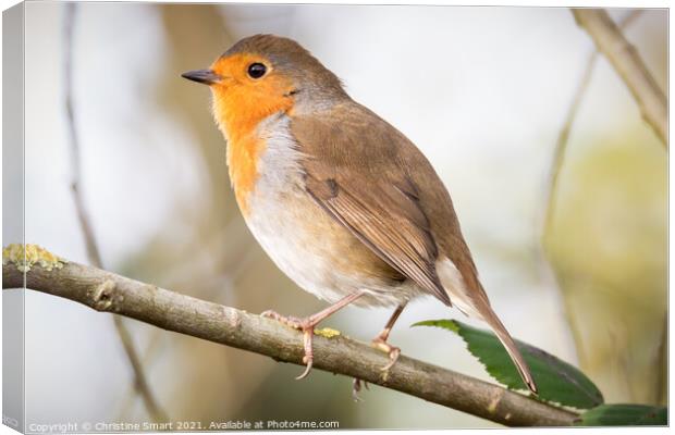 Little Robin Redbreast sitting on a branch - British Bird - UK Wildlife Canvas Print by Christine Smart