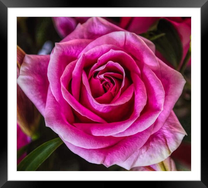 The Beauty of a Rose Framed Mounted Print by David Mccandlish