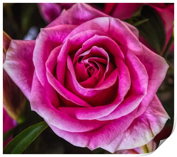 The Beauty of a Rose Print by David Mccandlish