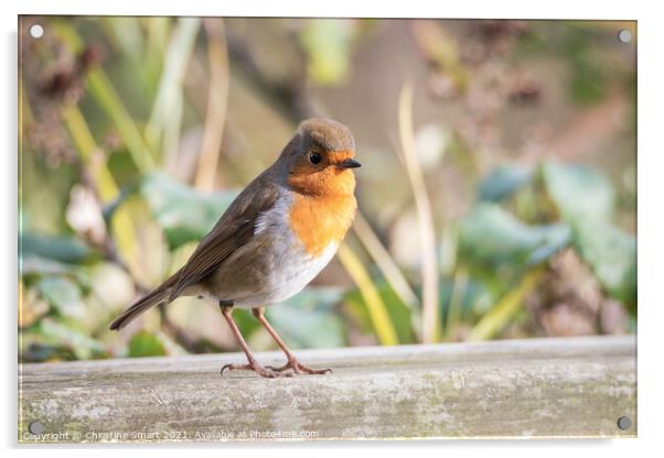 Little Robin Redbreast sitting on a fence - Wildlife - British Bird - UK Bird  Acrylic by Christine Smart