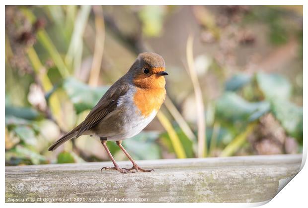 Little Robin Redbreast sitting on a fence - Wildlife - British Bird - UK Bird  Print by Christine Smart