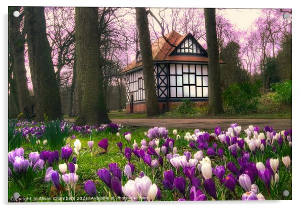 Crocuses at Thornes Park in Wakefield  Acrylic by Alison Chambers