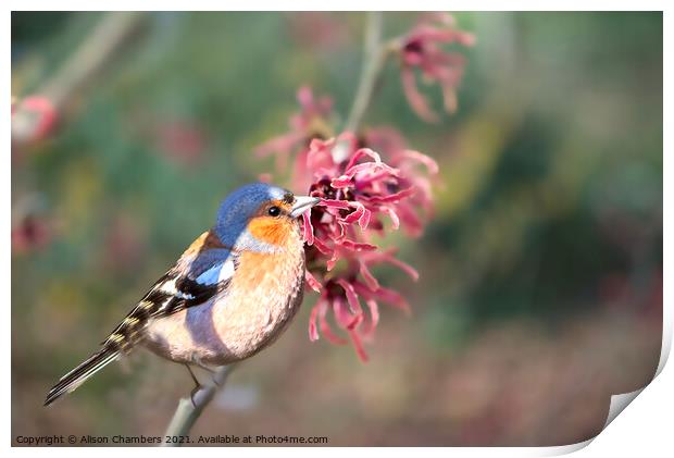 Chaffinch on Witch Hazel Tree Print by Alison Chambers