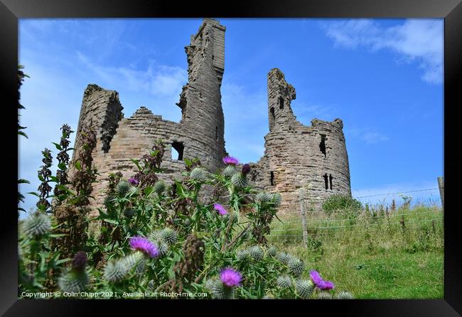 Prickly defences Framed Print by Colin Chipp