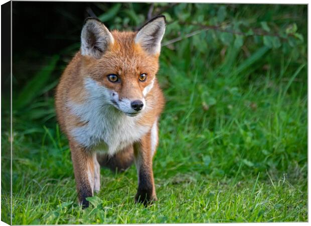A red fox standing in the grass Canvas Print by Vicky Outen
