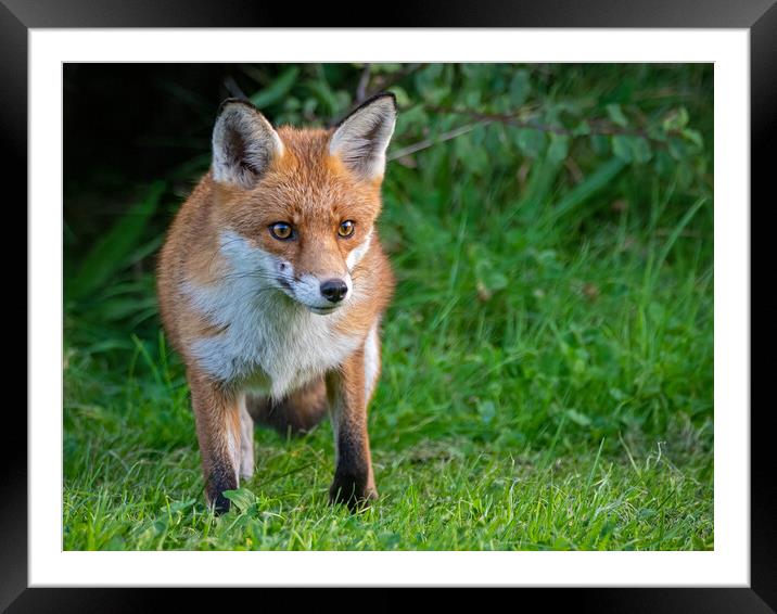 A red fox standing in the grass Framed Mounted Print by Vicky Outen