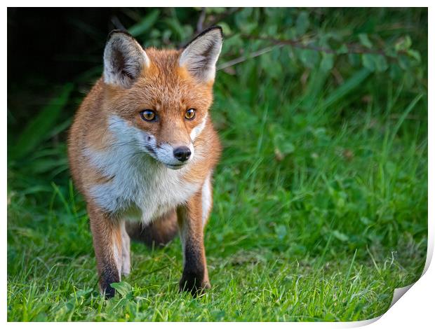 A red fox standing in the grass Print by Vicky Outen