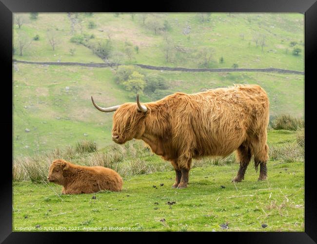 Brown Highland Cow and Calf Framed Print by JUDI LION