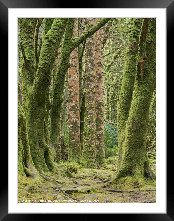 Moss covered trunks Framed Mounted Print by JUDI LION