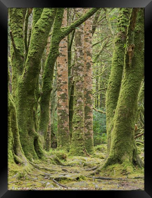 Moss covered trunks Framed Print by JUDI LION