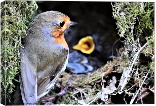 Robin with young in nest Canvas Print by Peter Wiseman