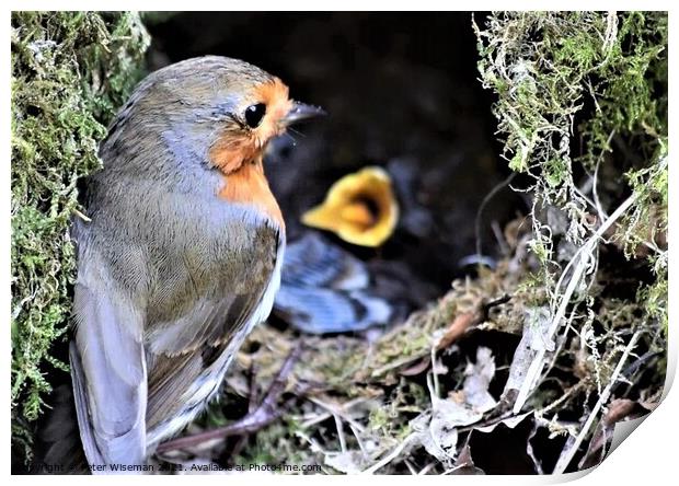 Robin with young in nest Print by Peter Wiseman
