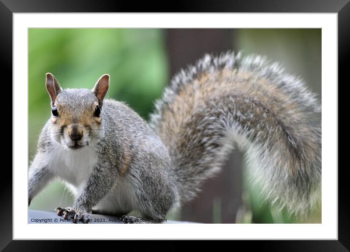 Grey squirrel Framed Mounted Print by Peter Wiseman