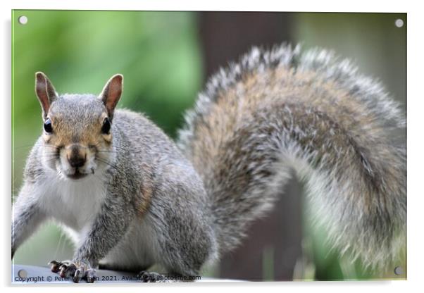 Grey squirrel Acrylic by Peter Wiseman