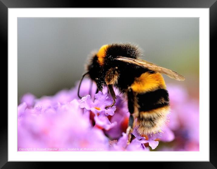 busy as a bee Framed Mounted Print by Russell Mander