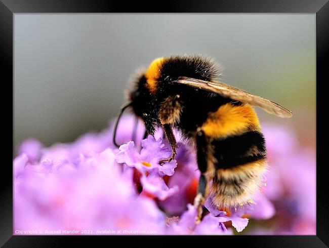 busy as a bee Framed Print by Russell Mander