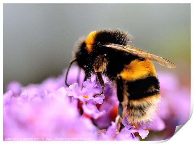 busy as a bee Print by Russell Mander