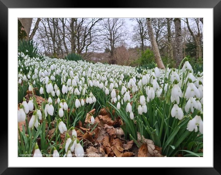 Snowdrops Framed Mounted Print by mark craven
