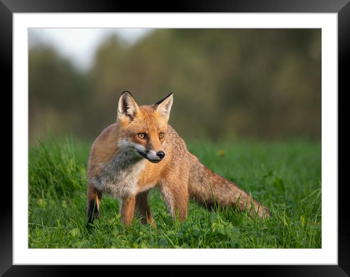 A red fox on alert in the grass Framed Mounted Print by Vicky Outen