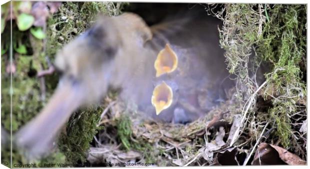 Robin chicks in nest  Canvas Print by Peter Wiseman