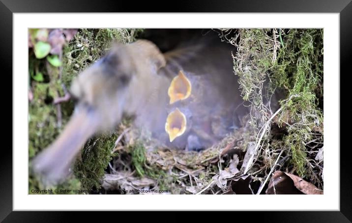 Robin chicks in nest  Framed Mounted Print by Peter Wiseman