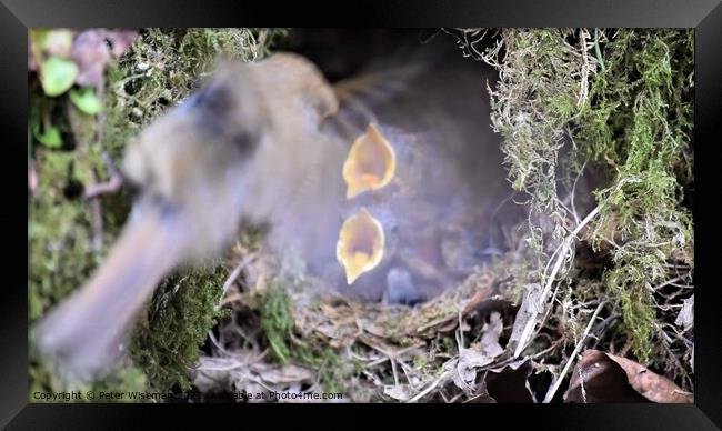Robin chicks in nest  Framed Print by Peter Wiseman