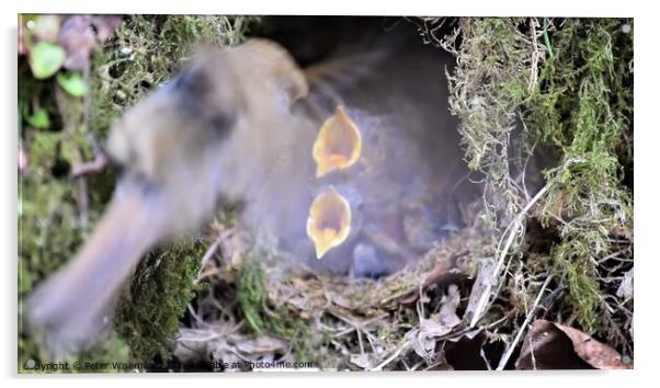 Robin chicks in nest  Acrylic by Peter Wiseman