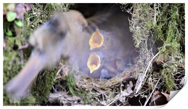 Robin chicks in nest  Print by Peter Wiseman
