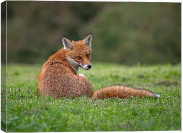 Red fox sitting on the grass in a field  Canvas Print by Vicky Outen
