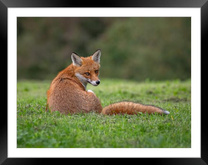 Red fox sitting on the grass in a field  Framed Mounted Print by Vicky Outen