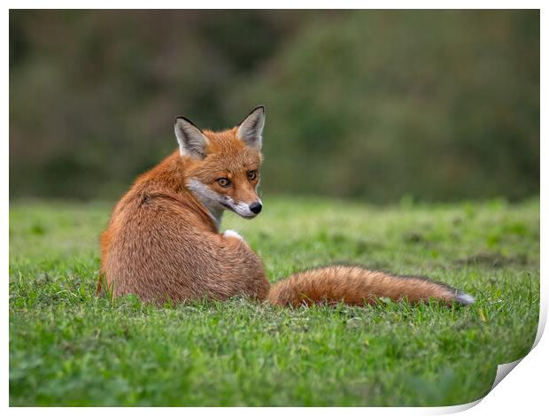 Red fox sitting on the grass in a field  Print by Vicky Outen
