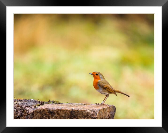 Robin Redbreast. Framed Mounted Print by Tommy Dickson