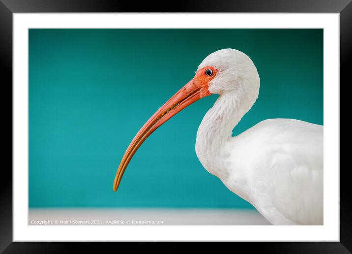 White Ibis, Eudocimus albus Framed Mounted Print by Heidi Stewart