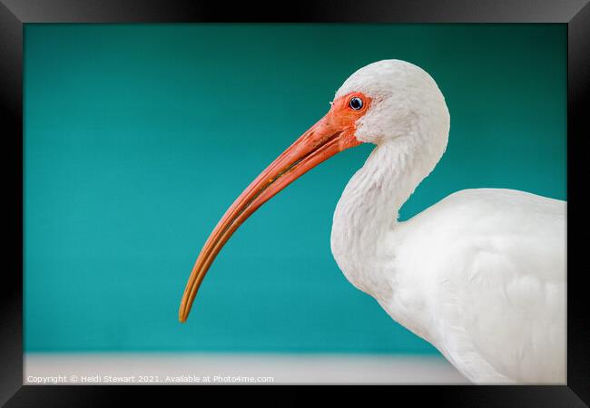 White Ibis, Eudocimus albus Framed Print by Heidi Stewart