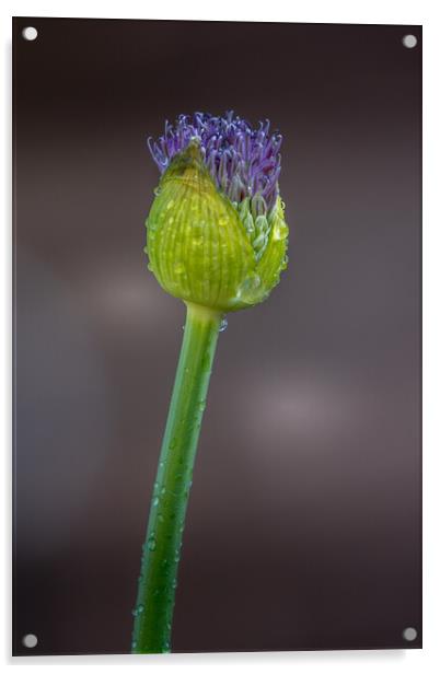 Allium Acrylic by chris smith