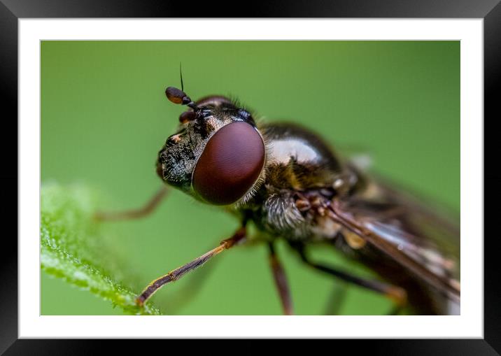 Fly Framed Mounted Print by chris smith