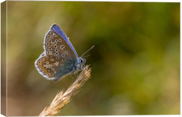 Common blue butterfly  Canvas Print by chris smith