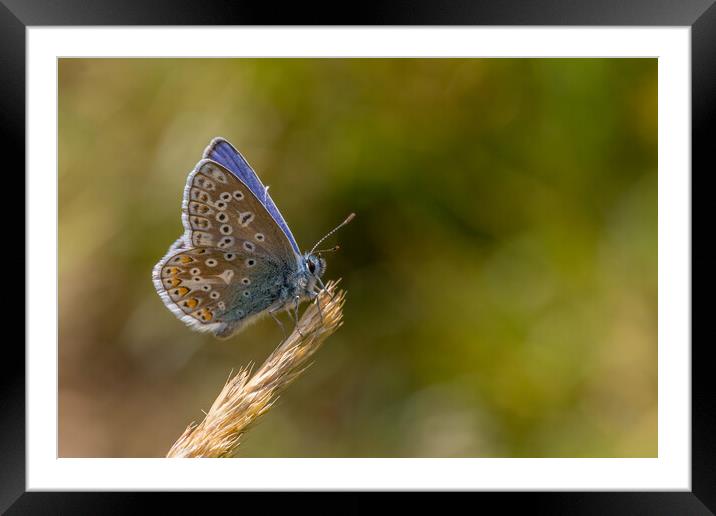 Common blue butterfly  Framed Mounted Print by chris smith