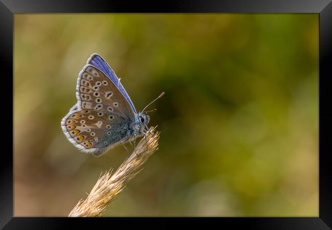 Common blue butterfly  Framed Print by chris smith
