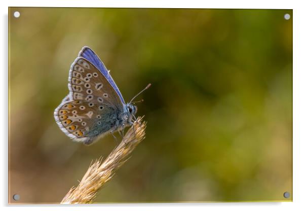 Common blue butterfly  Acrylic by chris smith