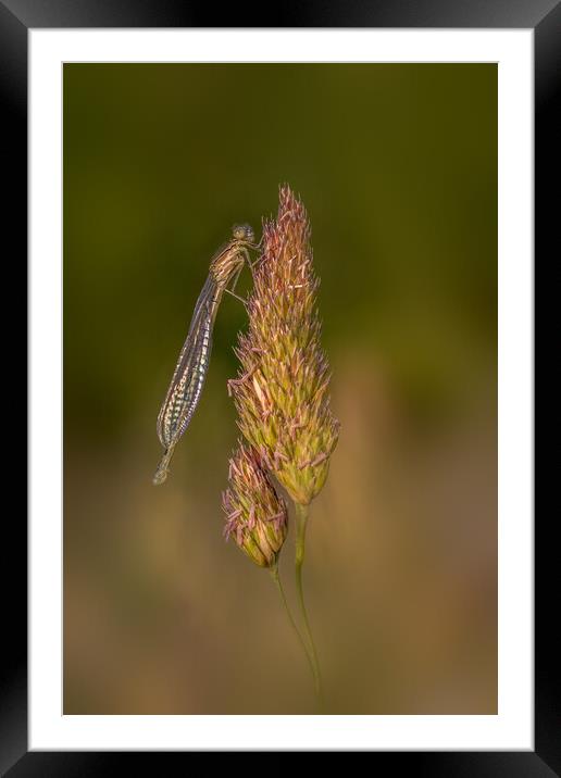 damselfly Framed Mounted Print by chris smith