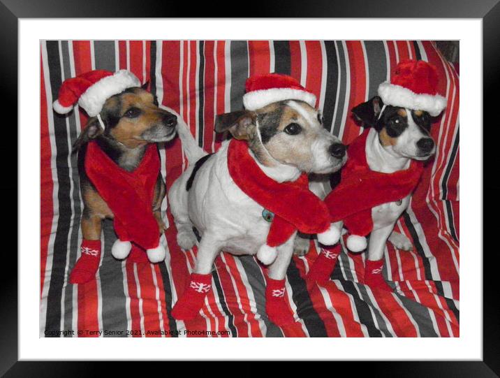 Christmas is coming! Woof! Woof! Santa's Little He Framed Mounted Print by Terry Senior