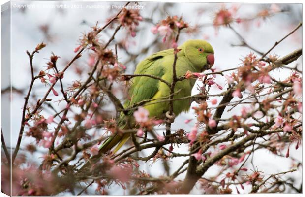 Green parakeet Canvas Print by Kevin White