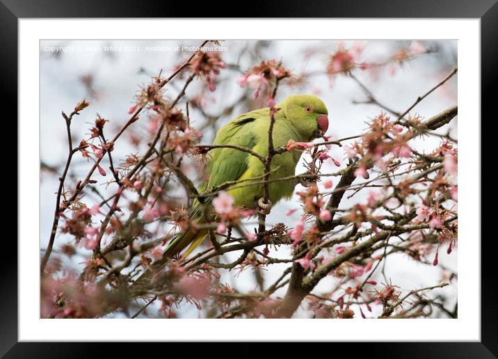 Green parakeet Framed Mounted Print by Kevin White