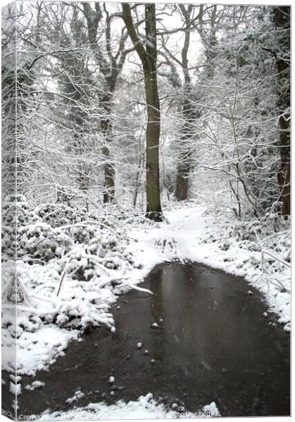 snow in pudsey woods clacton Canvas Print by Michael bryant Tiptopimage